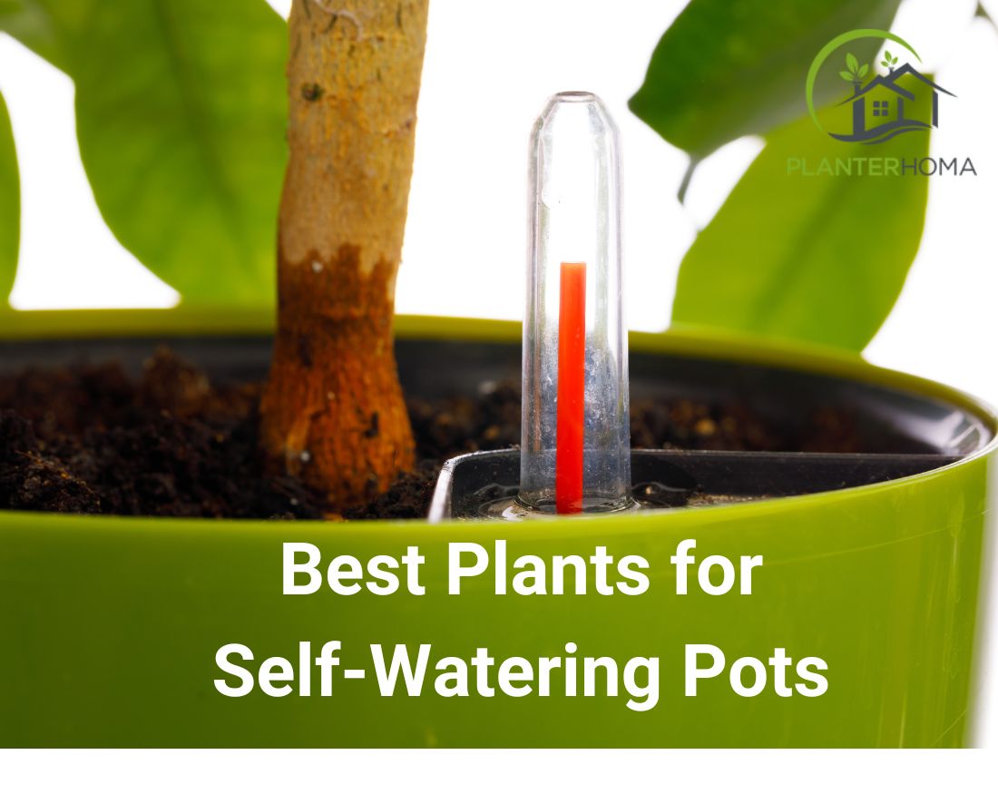 Best Plants for Self-Watering Pots – planterhoma