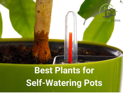 Best Plants for Self-Watering Pots