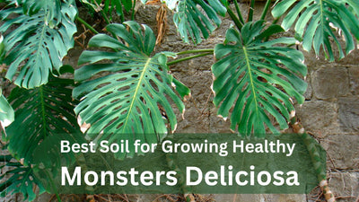Best Soil Monstera Deliciosa - How to Make Your own Soil