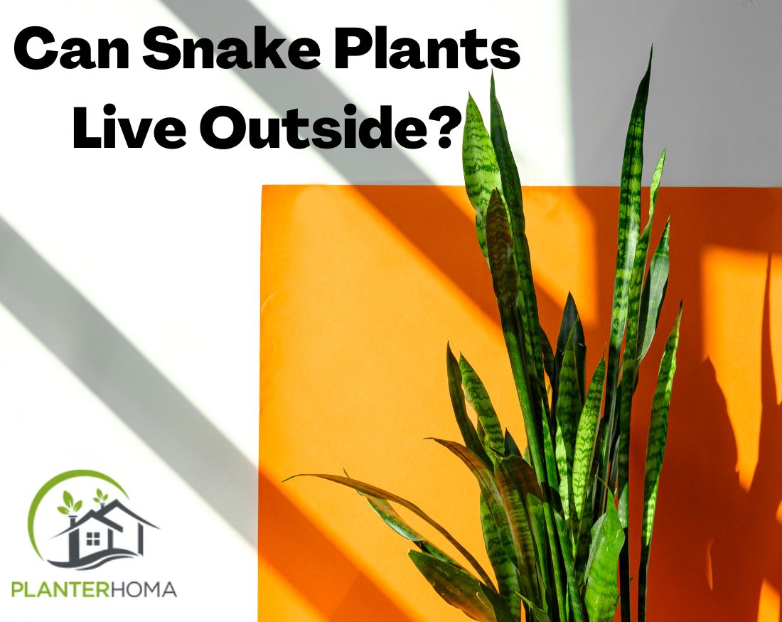 Can Snake Plants Live Outside? A Comprehensive Guide to Grow Your 