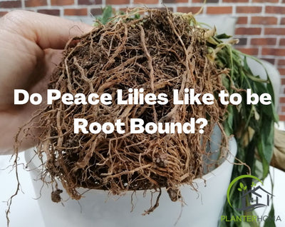 Do Peace Lilies Like to be Root Bound? Complete Guide to Repot Peace Lily
