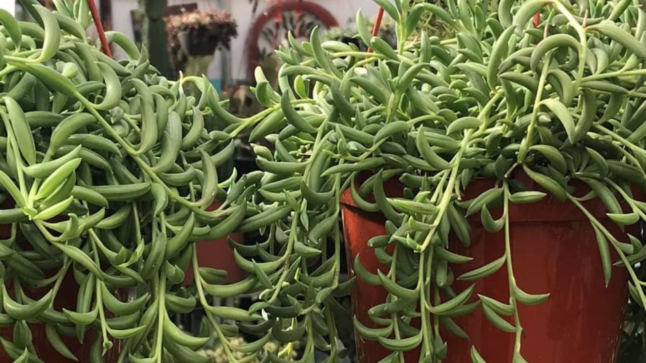 Fish hook plant dying