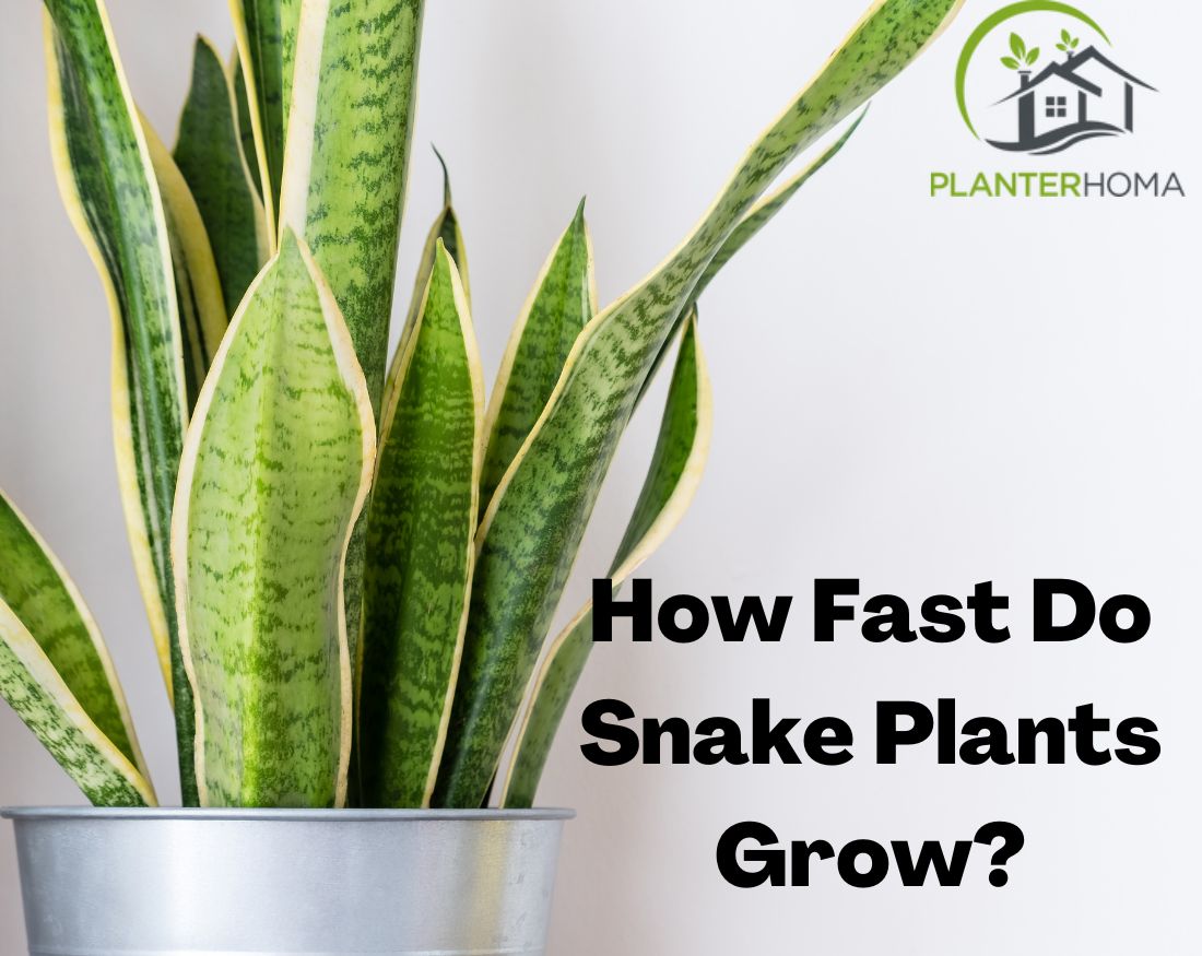 How to Boost Growth of Snake Plant