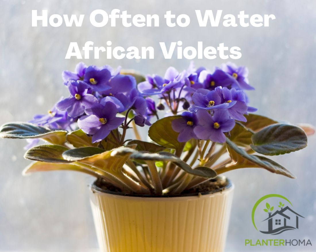 How To - How to Use a Wicking Cord to Water/Fertilize Your African