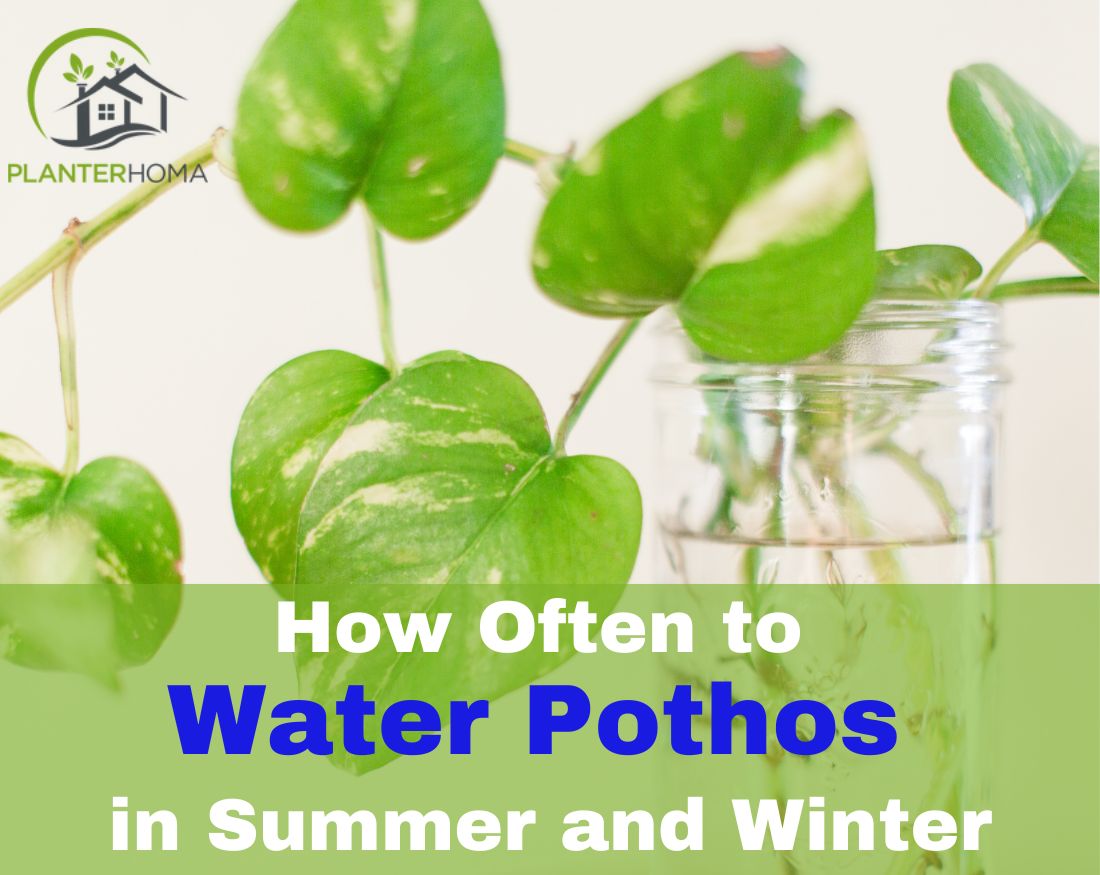 How Often to Water Pothos in Summer and Winter  planterhoma