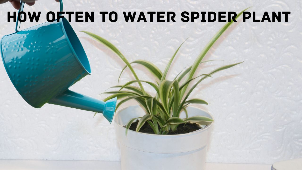 How Often To Water Spider Plant A Comprehensive Guide Planterhoma how-often-to-water-spider-plant-a-comprehensive-guide-planterhoma