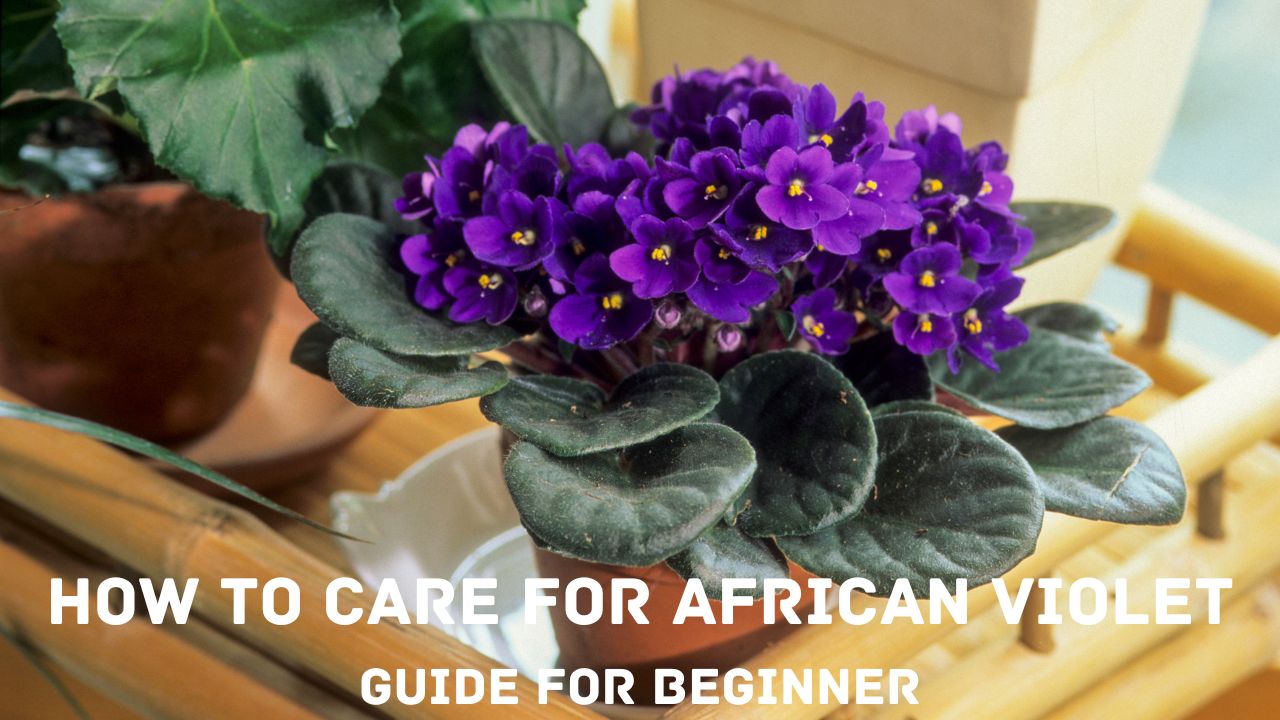 How To Take Care Of An African Violet Plant