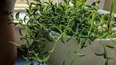 How to Grow and Care for Strings of Bananas Plant