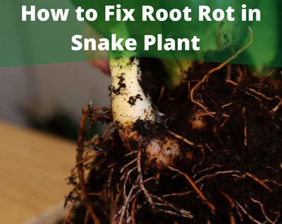 Snake Plant Root Rot: How To Fix It Step By Step Guide