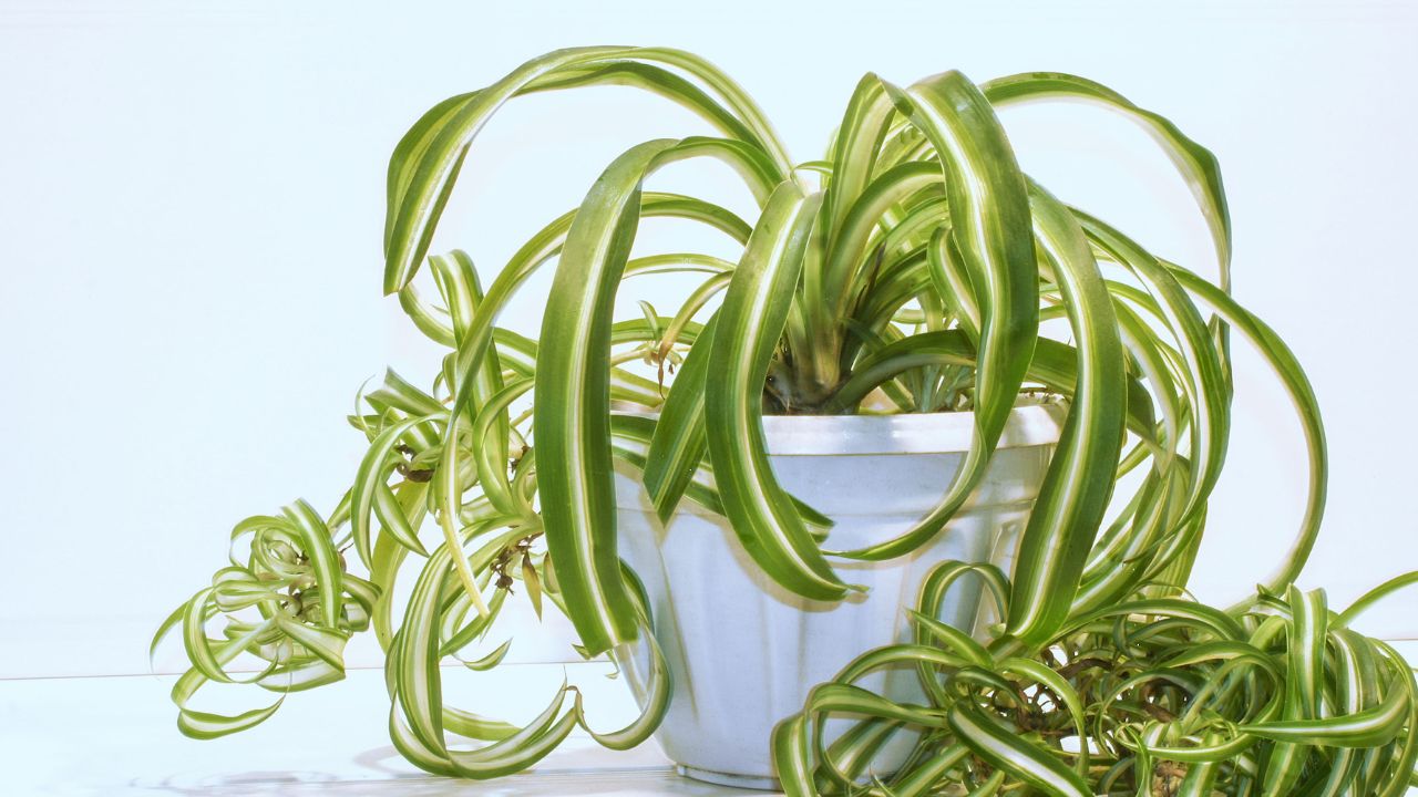 Spider Plant Germination - Tips On Growing Spider Plants From Seed