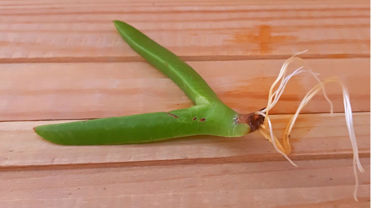 How to Propagate Succulent Using Natural Rooting Hormones planterhoma