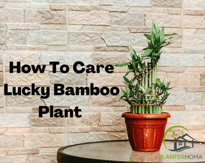 How to Care for a Small Lucky Bamboo Plant at Home!