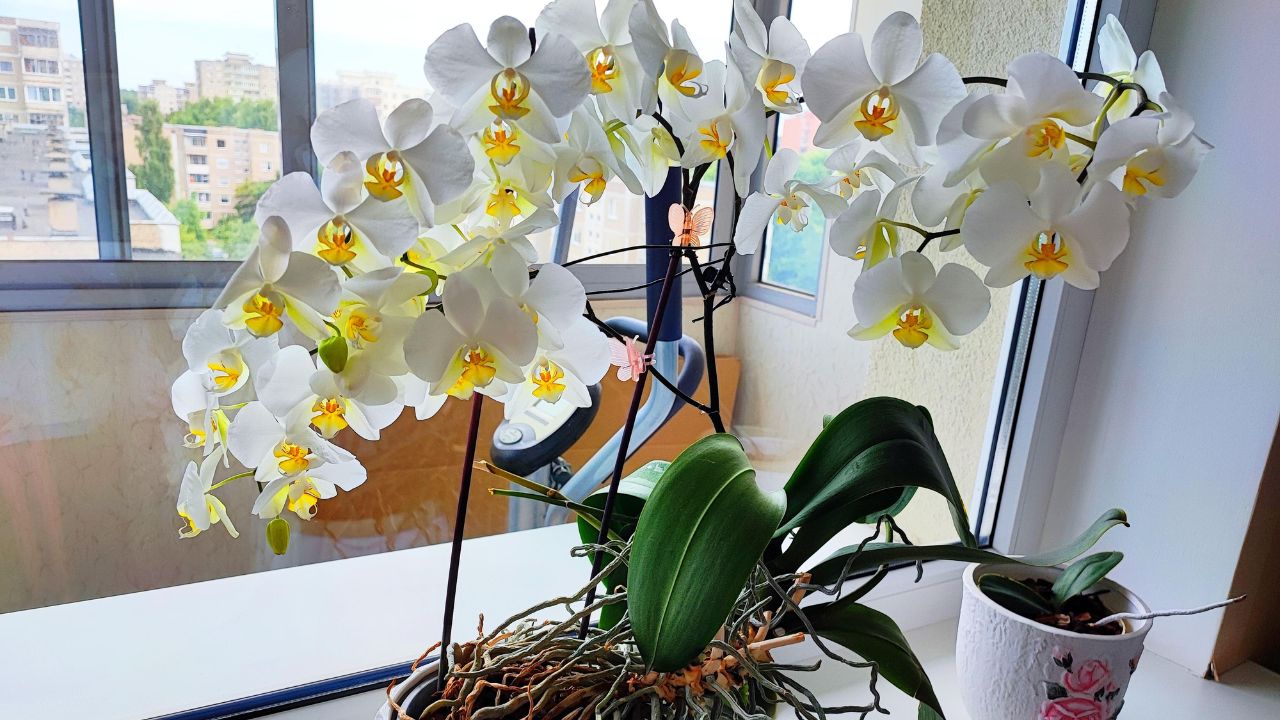 Top 10 DON'Ts when Growing Orchids - tips for orchid beginners 