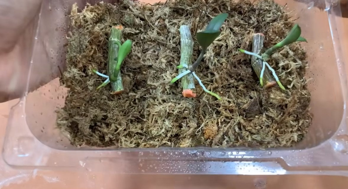 A detailed guide for propagating plant cuttings in sphagnum moss!