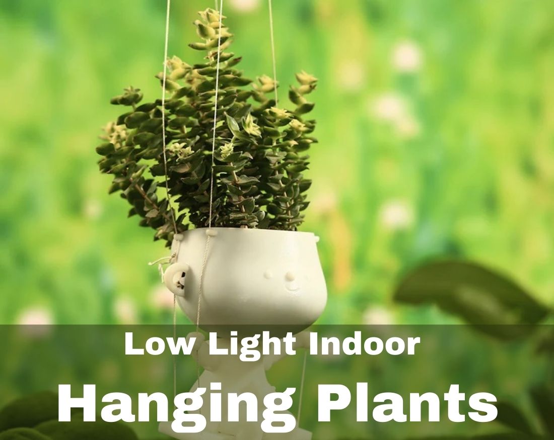 indoor hanging plants low light