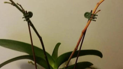 Why Orchid Stem is Turning Yellow? How to Fix It.
