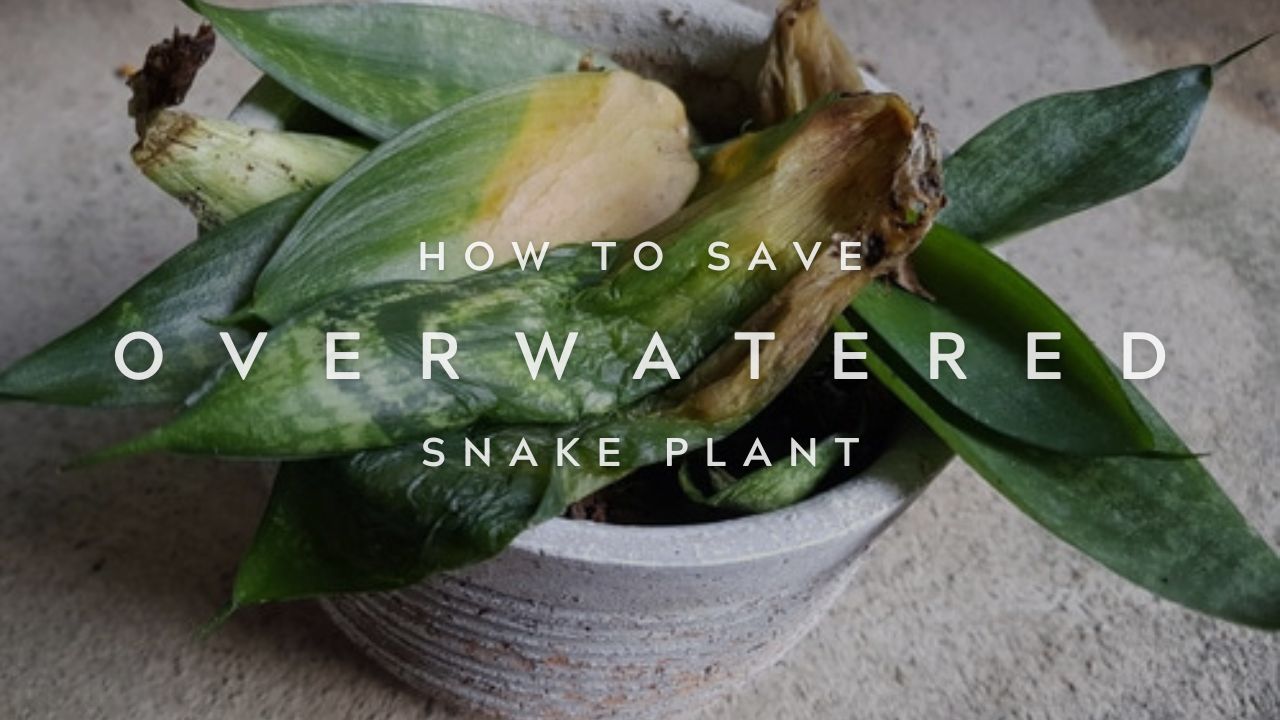 Signs And How To Save An Overwatered Snake Plant: Expert Tips