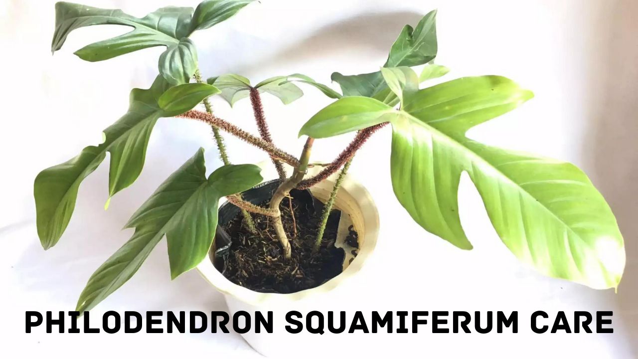 Philodendron Squamiferum Care: How to Your Plant Healthy – planterhoma