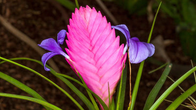 Everything You Need To Know About The Pink Quill Plant Care