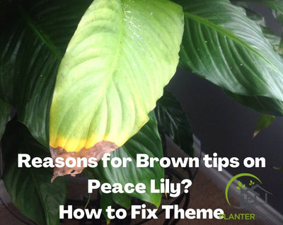 Reasons For Brown Tips on Peace Lily? How to Fix Brown Tips