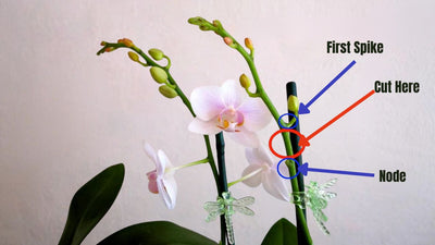 Where to Cut Orchid Stems After Bloom?