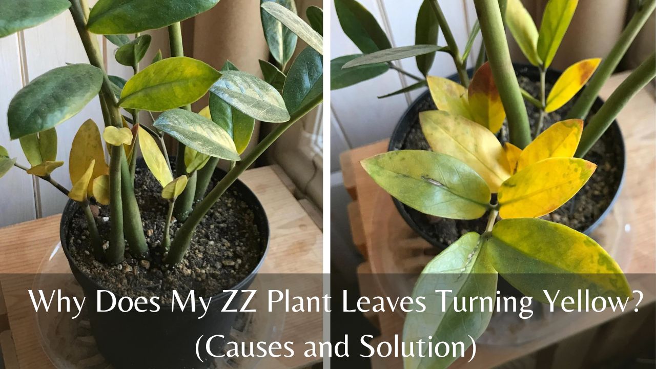 Holes in zz plant leaves