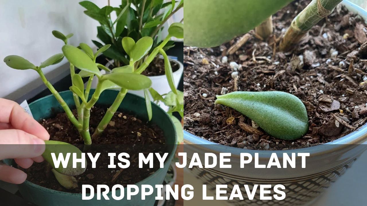 My jade leaves are decaying!