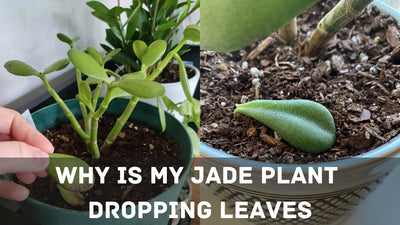 Why is My Jade Plant Dropping Leaves (Reasons and Solution)