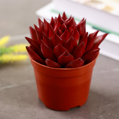 Live Succulent Blood Red Echeveria Agavoides planterhoma