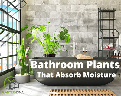 10 Best Bathroom Plants That Absorb Moisture