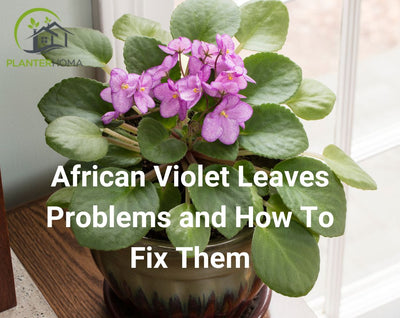 African Violet Leaves Problems and How To Fix Them