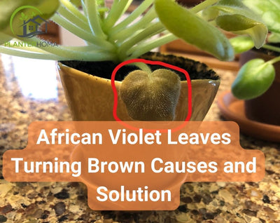 African Violet Leaves Turning Brown Causes and Solution