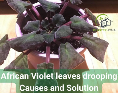 African Violet leaves drooping Causes and How to fix Droopy African Violet Leave