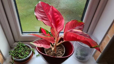 Aglaonema Pink Pflege: Der grundlegende Leitfaden zur Pflege