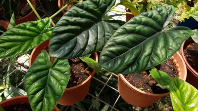Beginner Guide to Alocasia Wentii Care: Everything You Need to Know