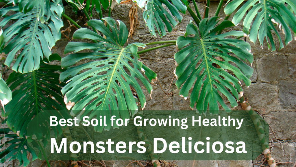 Beste Erde Monstera Deliciosa - So stellen Sie Ihre eigene Erde her   planterhoma