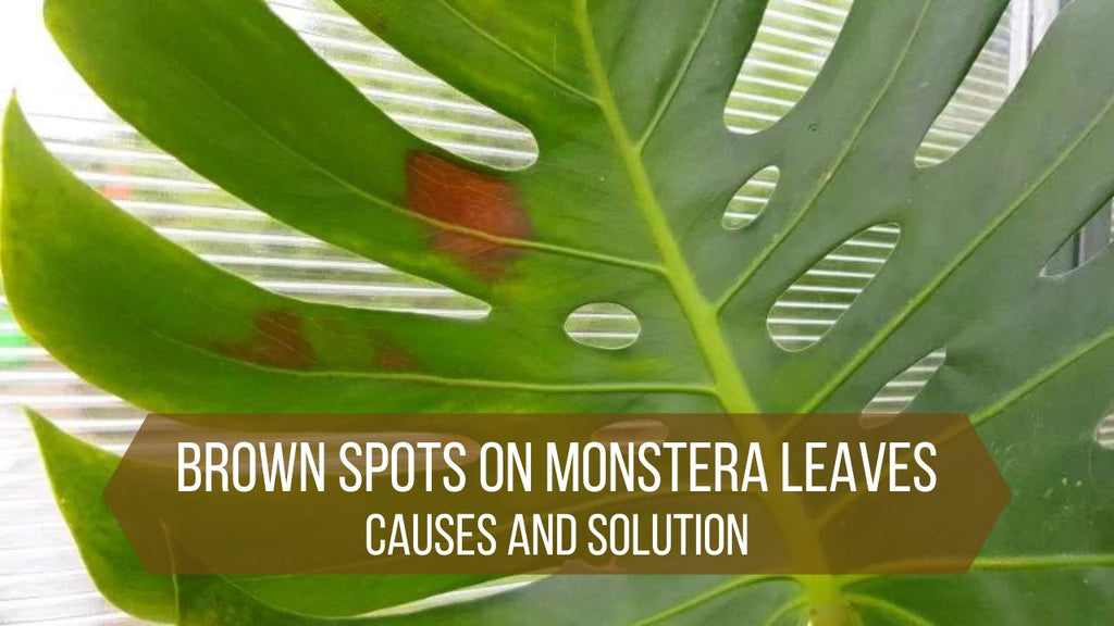 tipuri de monstera Monstera Albo Variegata H50 cm – PlantUp main image 1