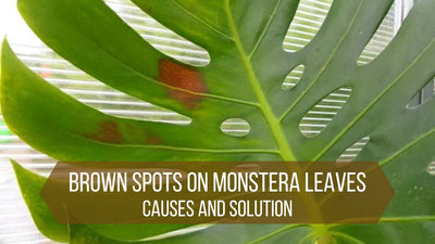 Brown Spots On Monstera Leaves: 5 Common Causes and Solution
