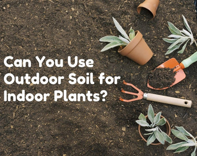 Can You Use Outdoor Soil for Indoor Plants? Best Soil Guide for Indoor Plants