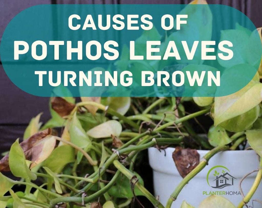 Causes of Pothos Leaves Turning Brown and How to fix them  planterhoma