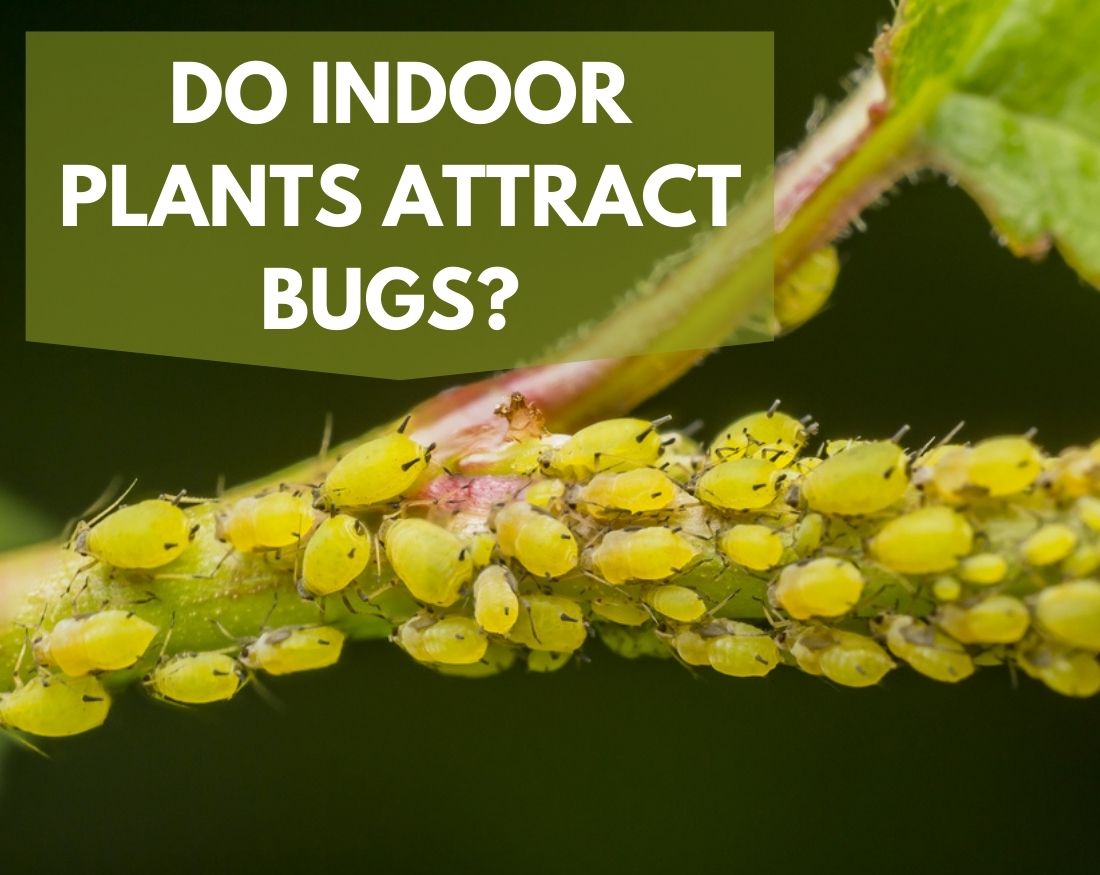 Do Indoor Plants Attract Bugs? How to Prevent Houseplant Bugs – planterhoma