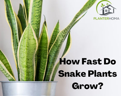 How Fast Do Snake Plants Grow? A Comprehensive Guide on Growth of Snake Plant