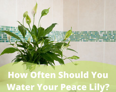 How Often Should You Water Your Peace Lily? A Plant Care Guide