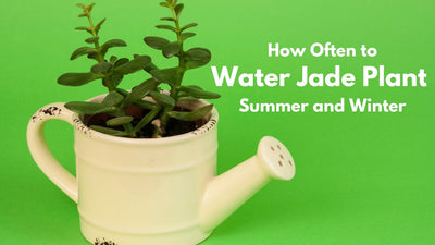 How Often to Water Jade Plant in Summer and Winter