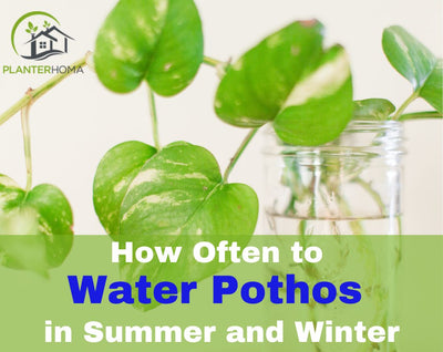 How Often to Water Pothos in Summer and Winter