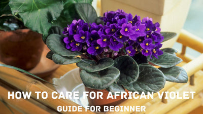 African Violet Care: Complete Beginners Guide