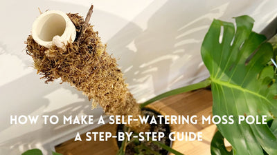 How To Make A Self-Watering Moss Pole: A Step-By-Step Guide
