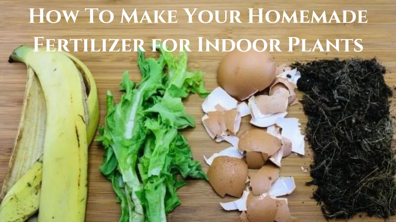 homemade fertilizer