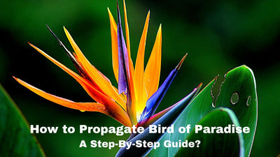 How to Propagate Bird of Paradise: A Step-By-Step Guide?