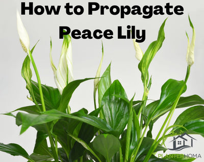 How To Propagate Peace Lily? Step by Step Instruction Guide
